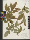 Foto von Salix pseudomonticola C. R. Ball